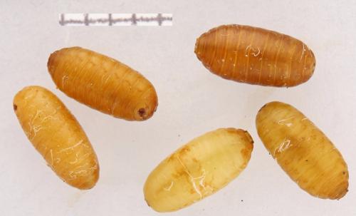 Réf. 358 394 : Bactrocera dorsalis
